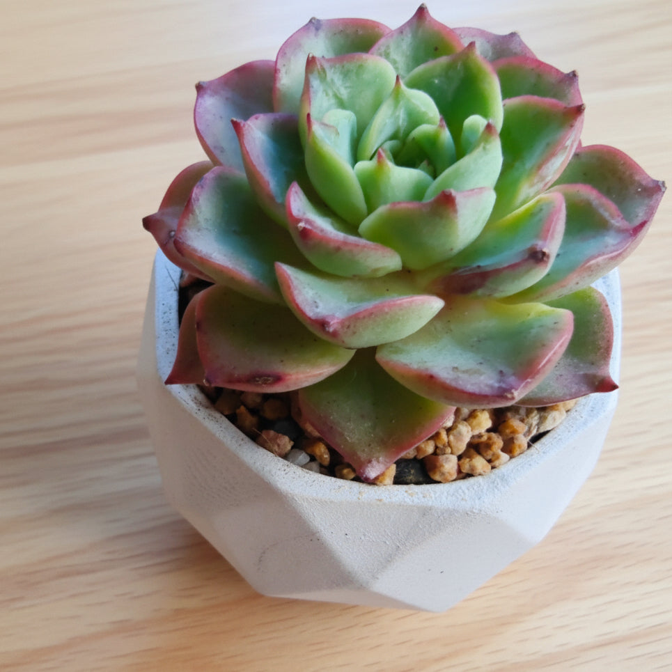 Classic Marble Ash Planter – Echeveria Agavoides - SlowBloomGreens