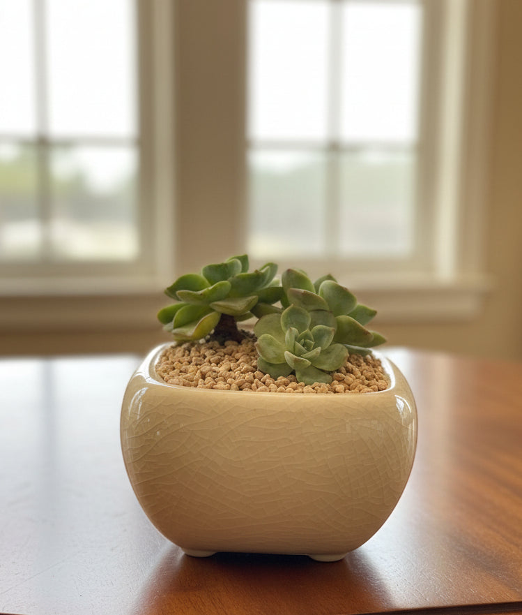 Succulent Zen Square White Planter – Echeveria 'Lime n Chili' - SlowBloomGreens