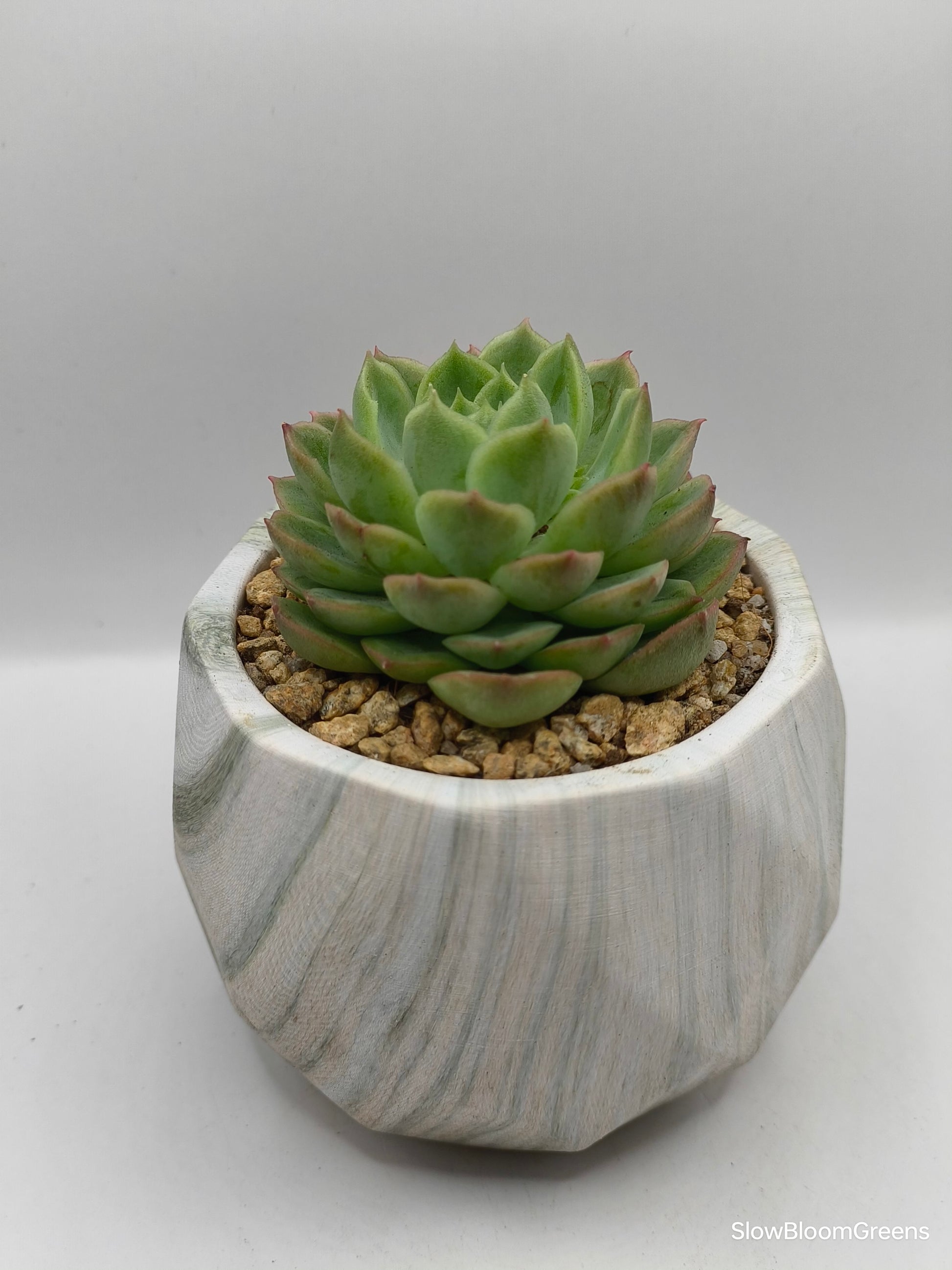 Succulent Classic Marble Earth Green Moss - SlowBloomGreens