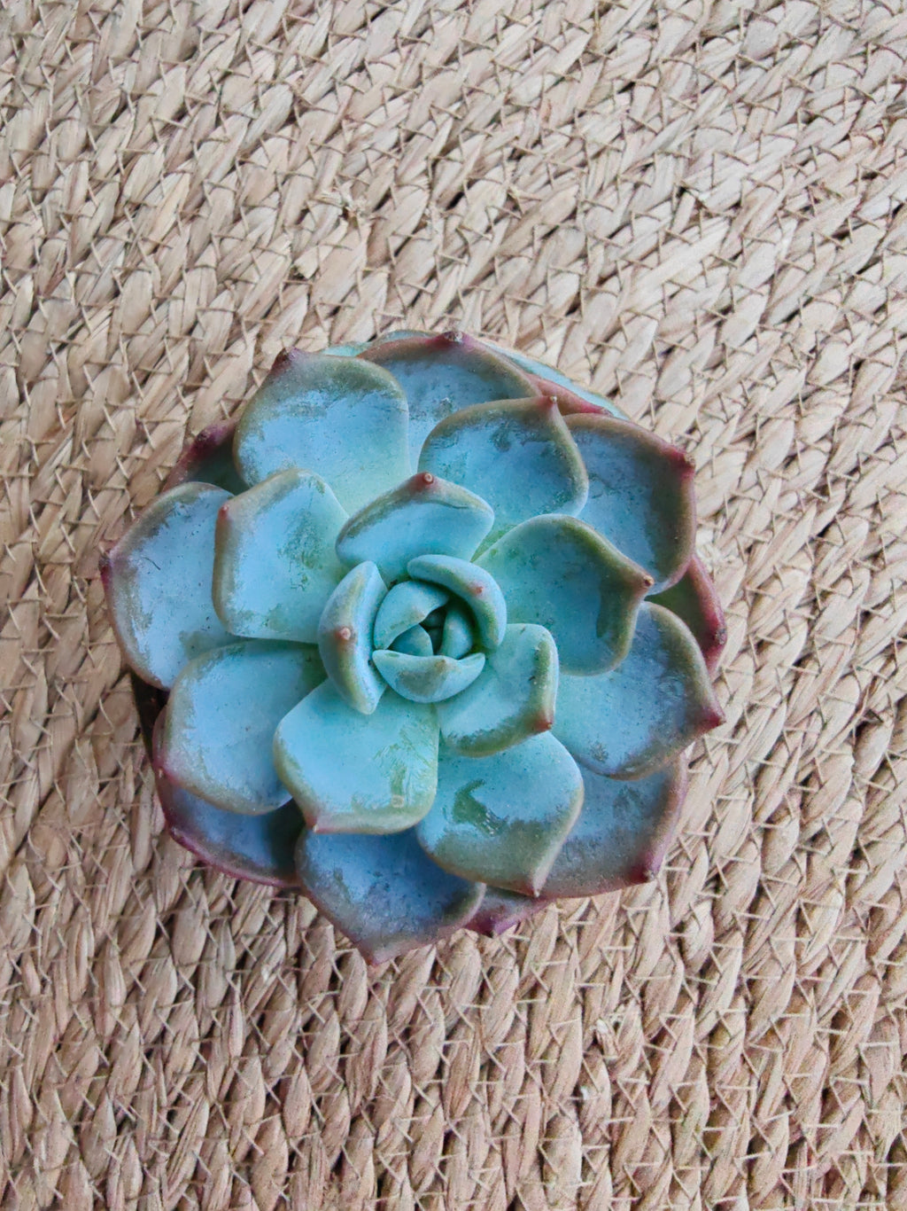 Vintage Teal Succulent Planter – Echeveria 'Bluebird' - SlowBloomGreens