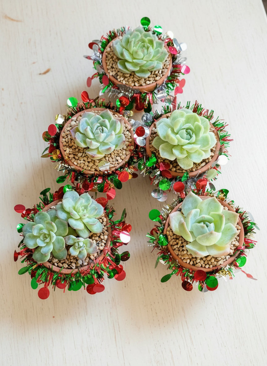 Succulent Simply Blessed Festive Terracotta (S) - Assorted Succulent - SlowBloomGreens