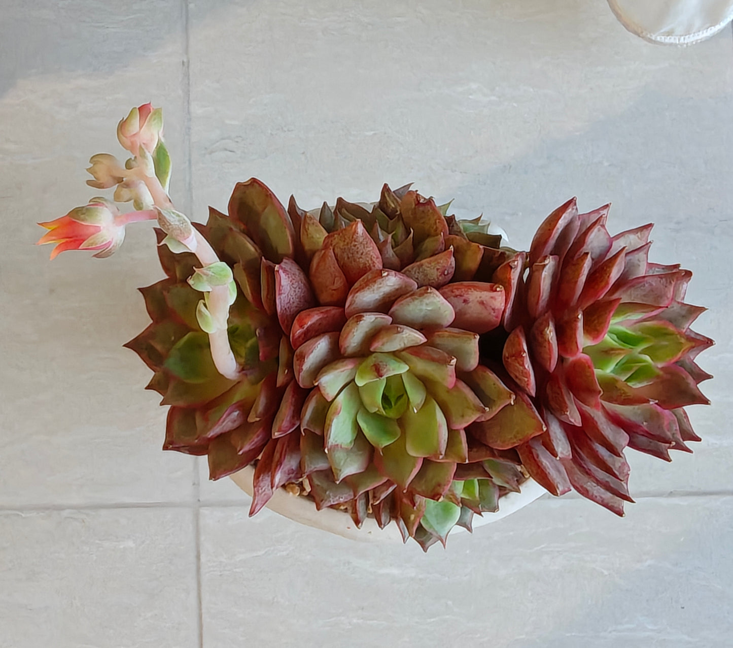 Succulent Serene Muse Face Planter – Echeveria Agavoides (4-Headed Blooming) - SlowBloomGreens