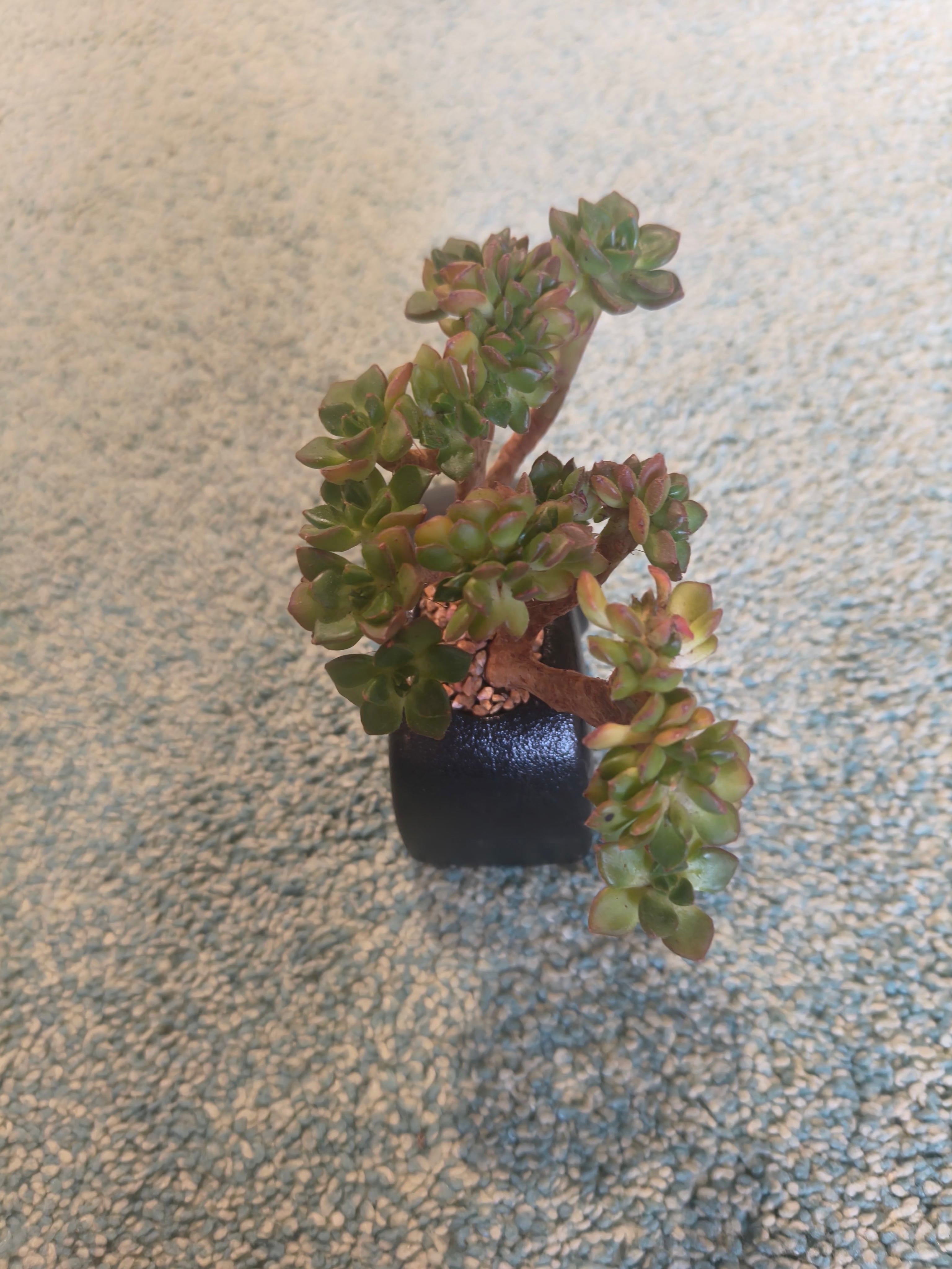 Succulent Petite Black Elephant Planter - Lety's Sedeveria - SlowBloomGreens