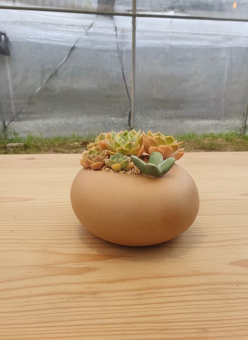 Succulent Butterfly Planter – Echeveria ‘Michella’