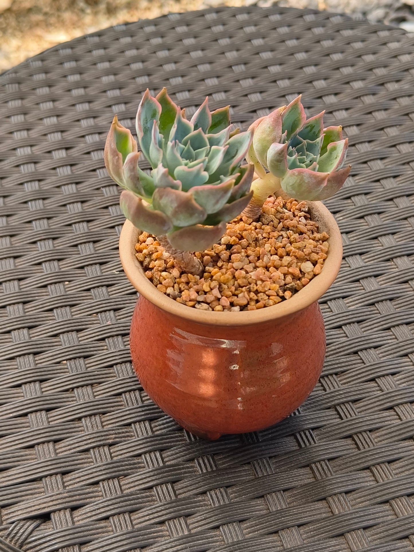 Succulent Rustica Mahogany Planter – Echeveria Peacockii - SlowBloomGreens