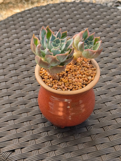 Succulent Rustica Mahogany Planter – Echeveria Peacockii - SlowBloomGreens
