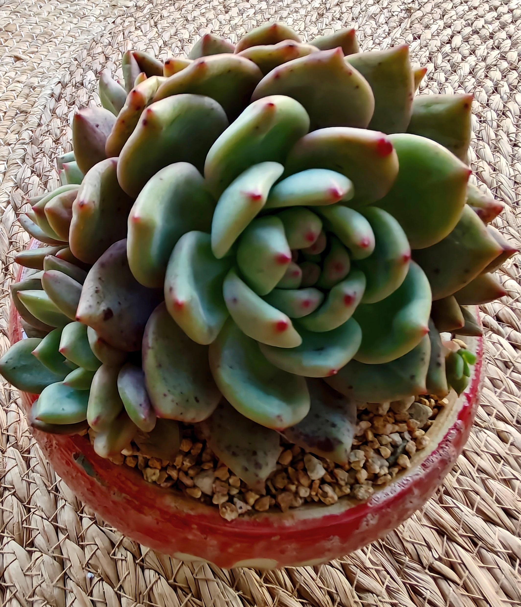Succulent Moonlit Red Planter – Echeveria hybrid (huge) - SlowBloomGreens