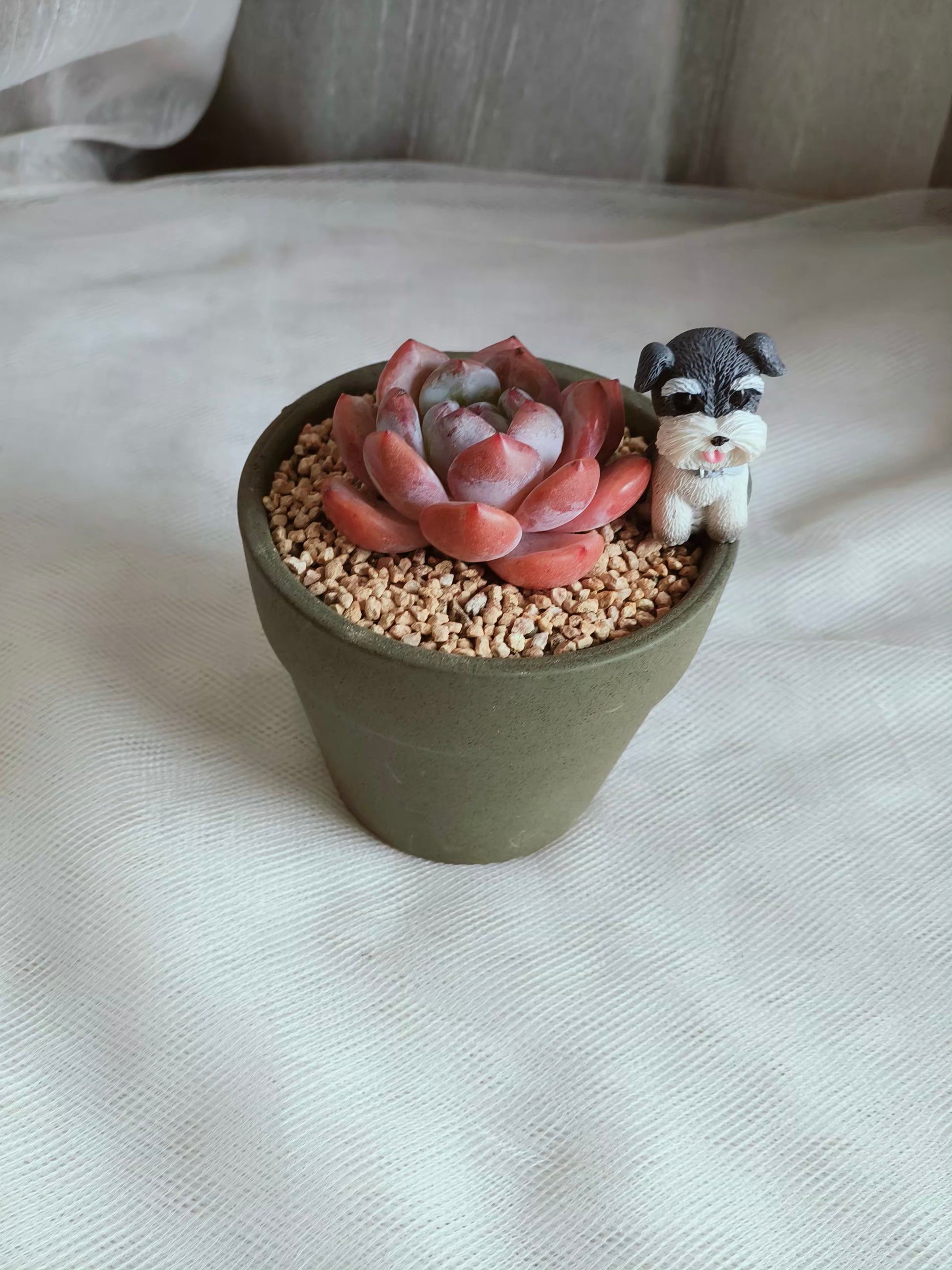 Succulent Schnauzer Pot - Echeveria Orange Monroe - SlowBloomGreens