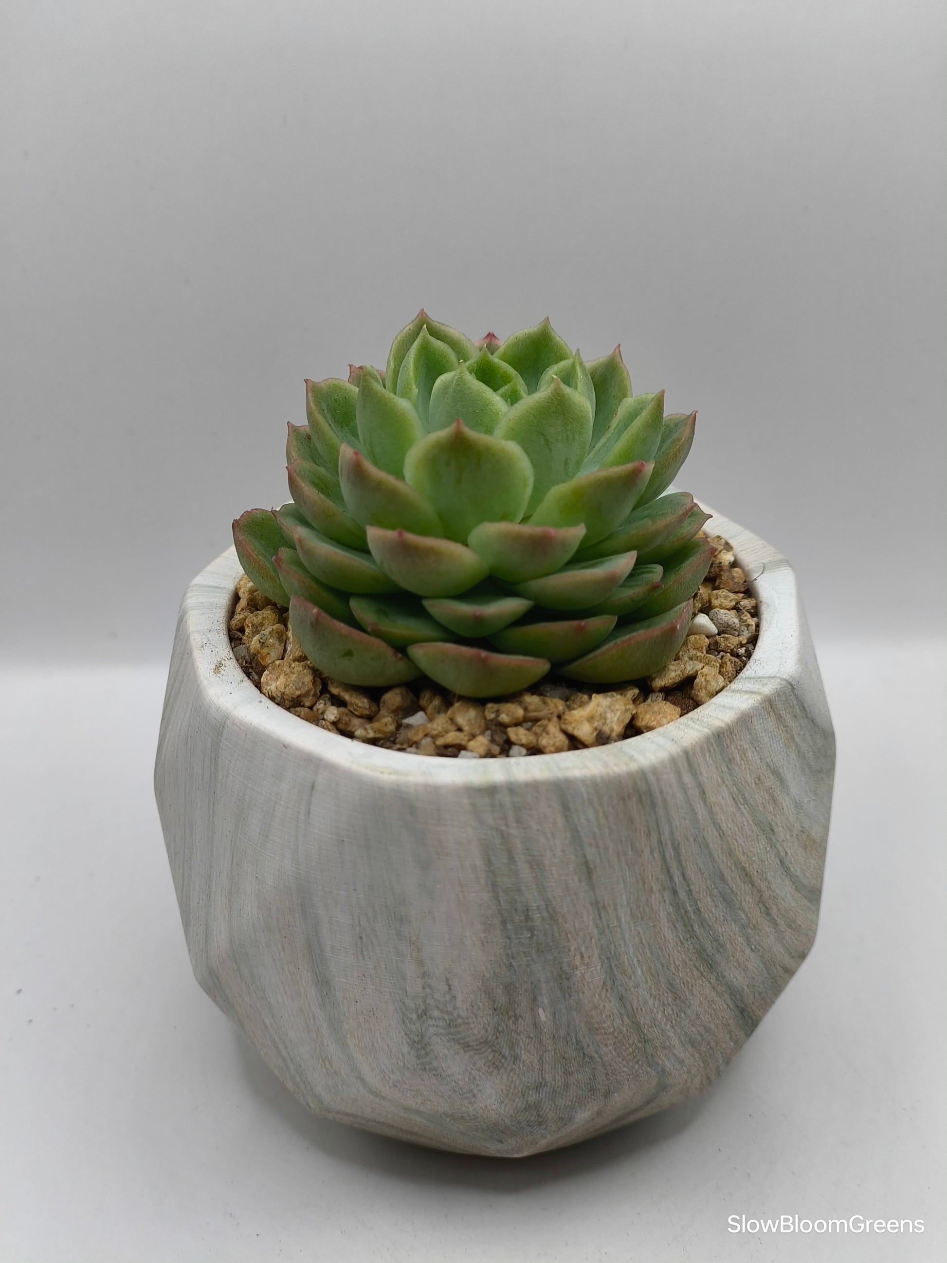 Succulent Classic Marble Earth Green Moss - SlowBloomGreens