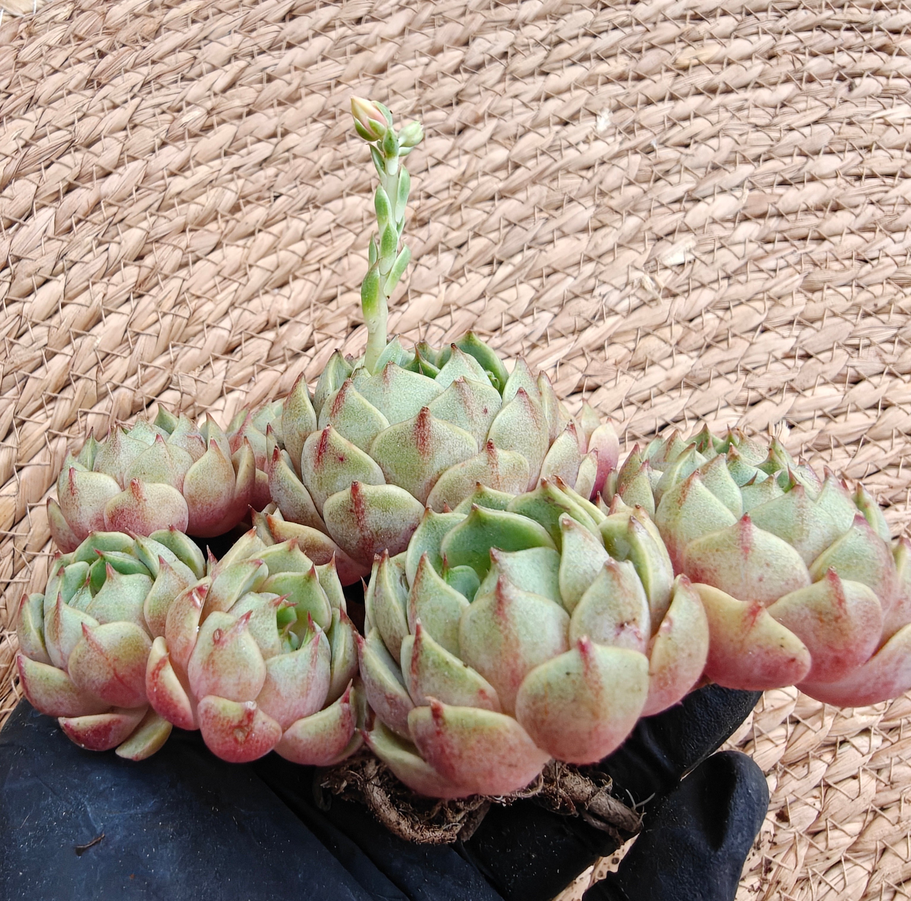 Bare Root Succulent - Echeveria 'Ben Badis' Cluster