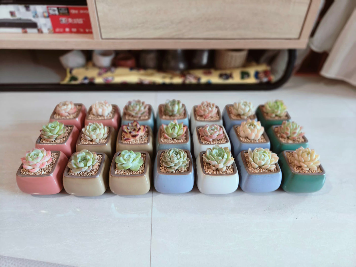 Succulent Serene Square Pots- Gift Favors (6 in a set)