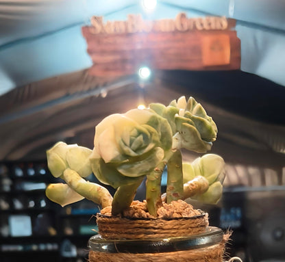 Succulent Retro Hemp Rope Vase - Graptoveria 'Lovely Rose' - SlowBloomGreens