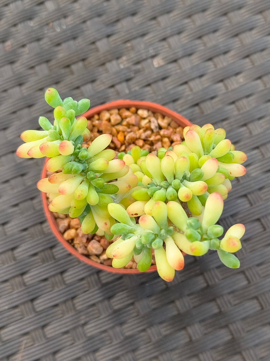 Succulent Starter Planter - Sedum Pachyphyllum 'Jellybeans' - SlowBloomGreens