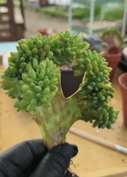 Succulent Starter Planter - Crested Sedum 'Alice Evans'