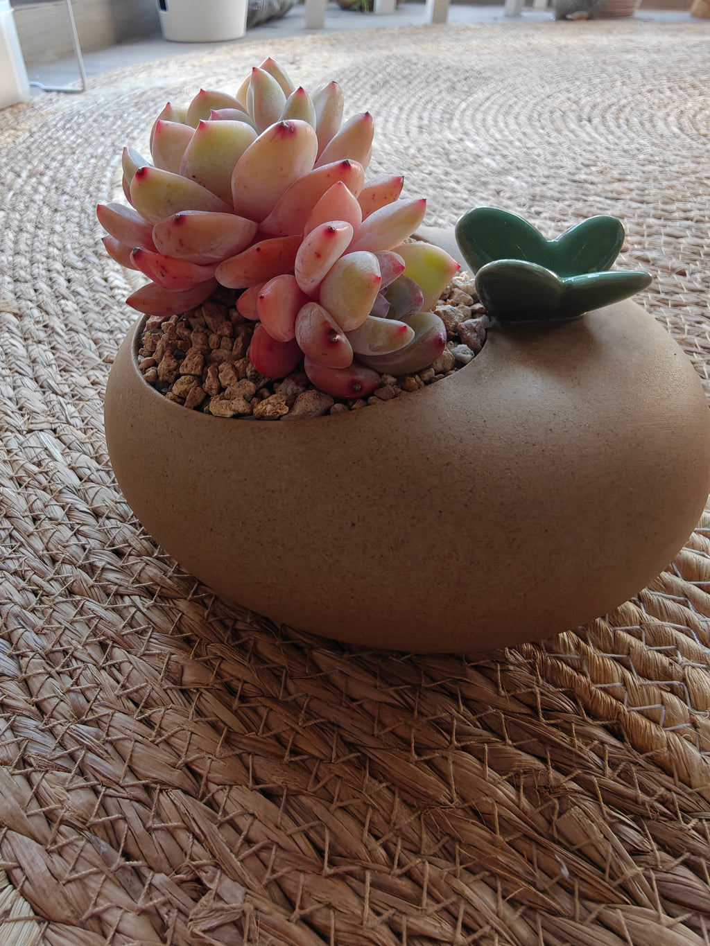 Succulent Butterfly Planter – Echeveria 'Orange Monroe'
