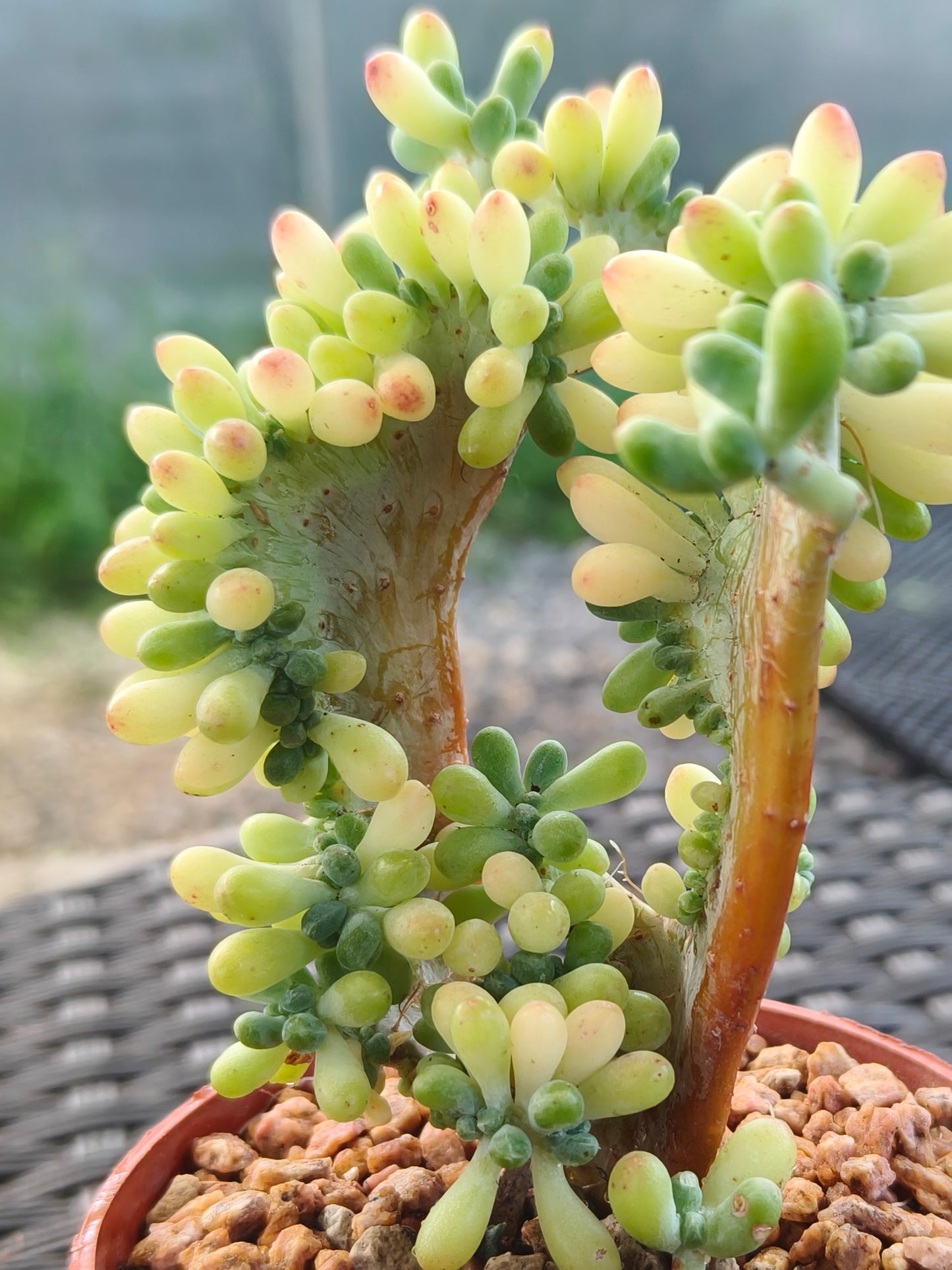 Succulent Starter Planter - Sedum Pachyphyllum 'Jellybeans'