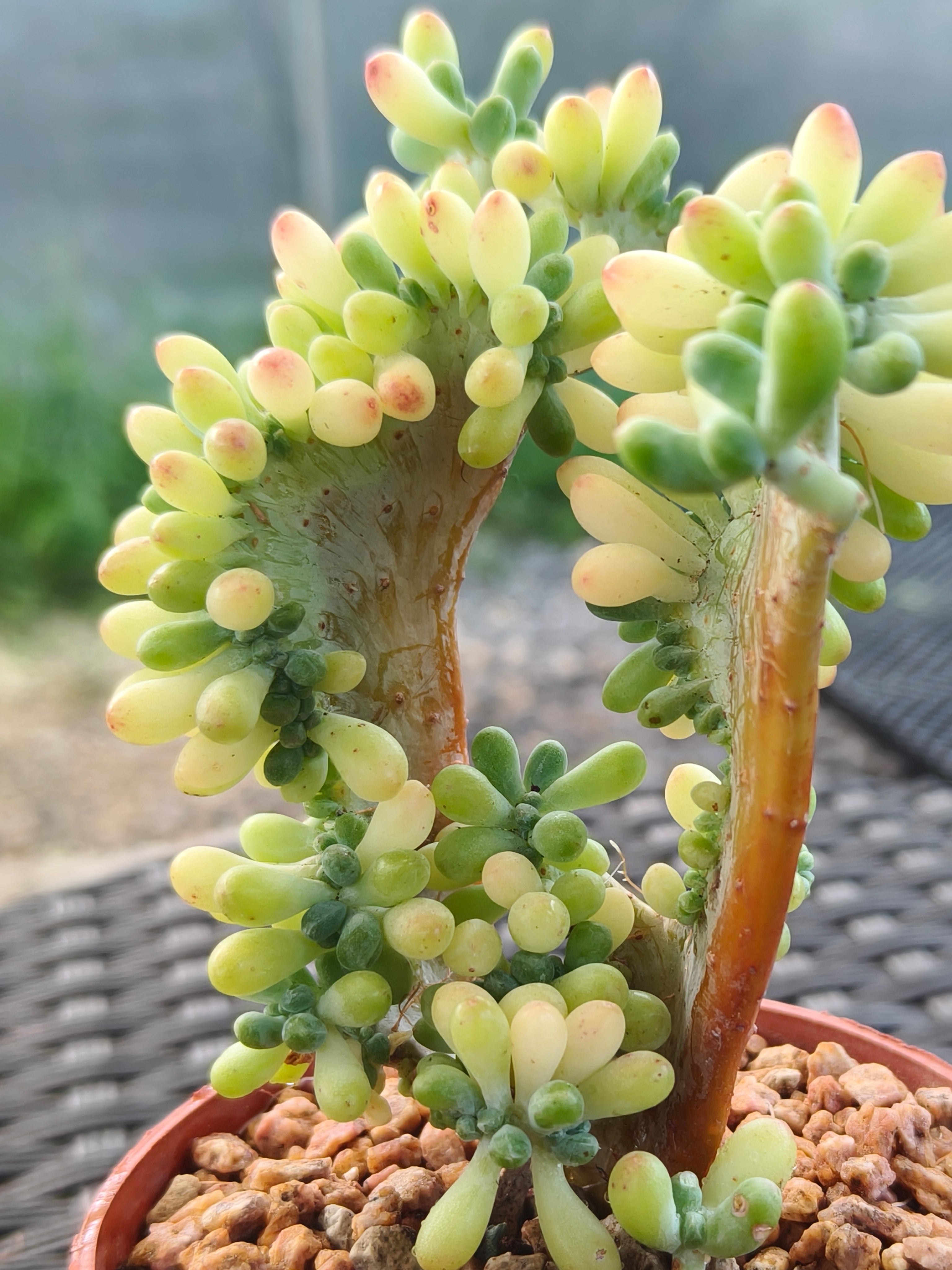 Succulent Starter Planter - Sedum Pachyphyllum 'Jellybeans' - SlowBloomGreens