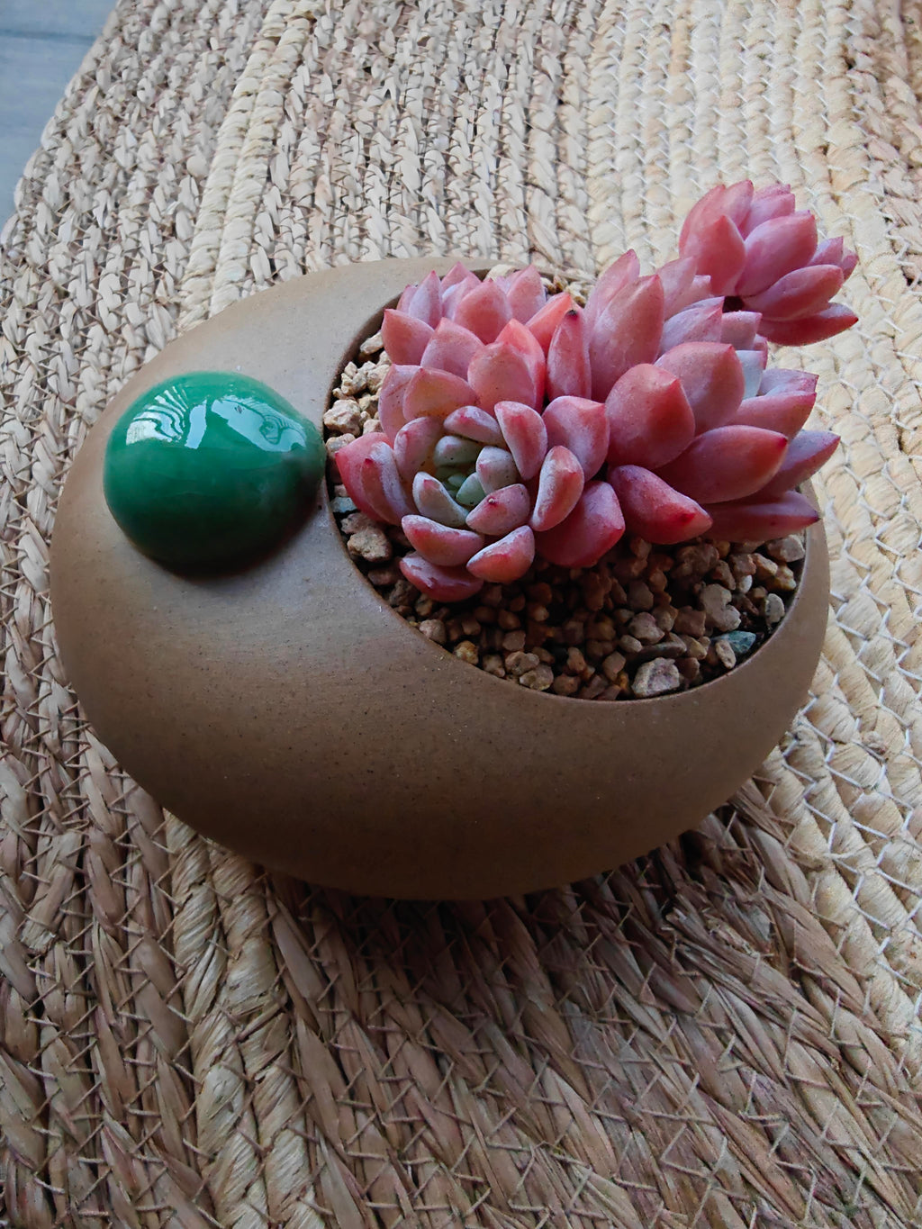 Succulent Seven-Spotted Ladybug Planter – Echeveria 'Cherry Blossom' - SlowBloomGreens