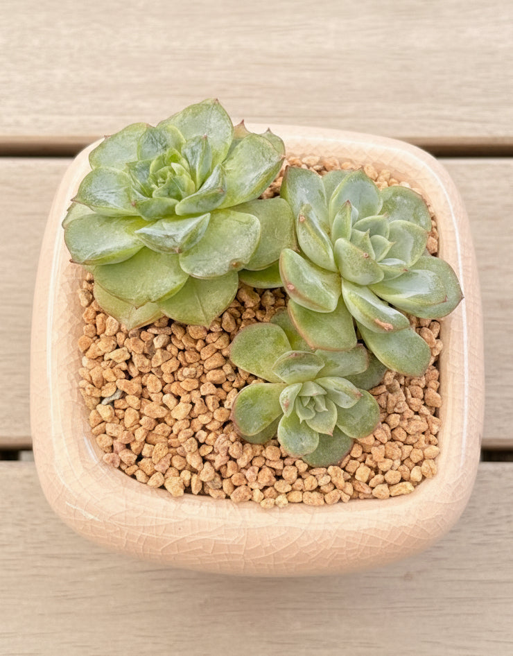Succulent Zen Square White Planter – Echeveria 'Lime n Chili' - SlowBloomGreens