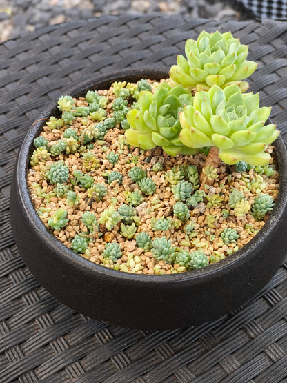 Succulent Classic Black Planter – Echeveria ‘Lime n Chili’ & Blue Tears Sedum