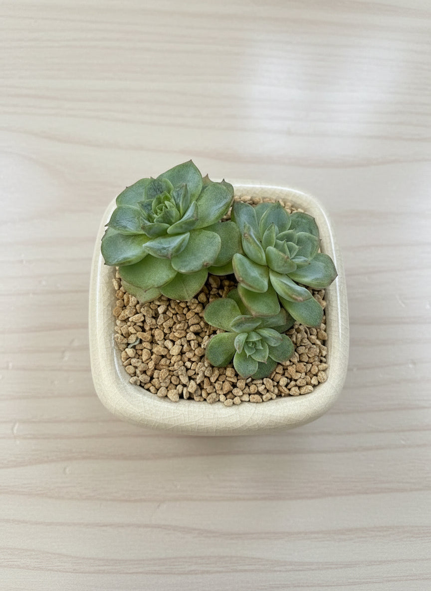 Succulent Zen Square White Planter – Echeveria 'Lime n Chili' - SlowBloomGreens