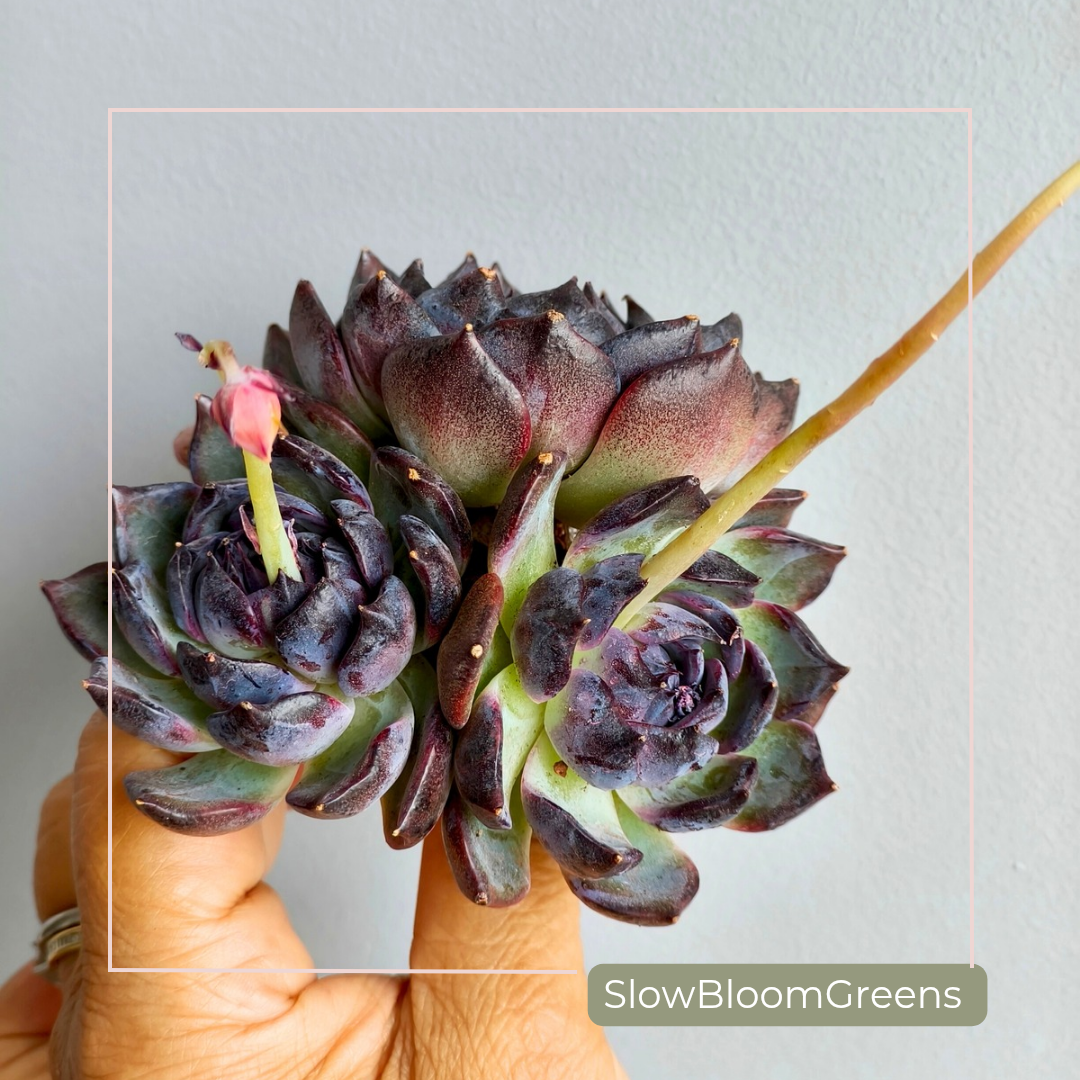 Echeveria ‘Black Prince’ – Large 3-Headed Cluster