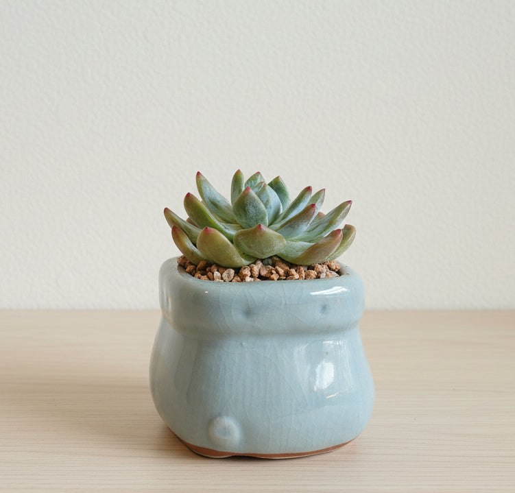 pale blue succulent Succulent Glaze Square Baby Blue Planter – Echeveria Bluebird – SlowBloomGreens