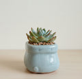 Succulent Glaze Square Baby Blue Planter – Echeveria Bluebird - SlowBloomGreens