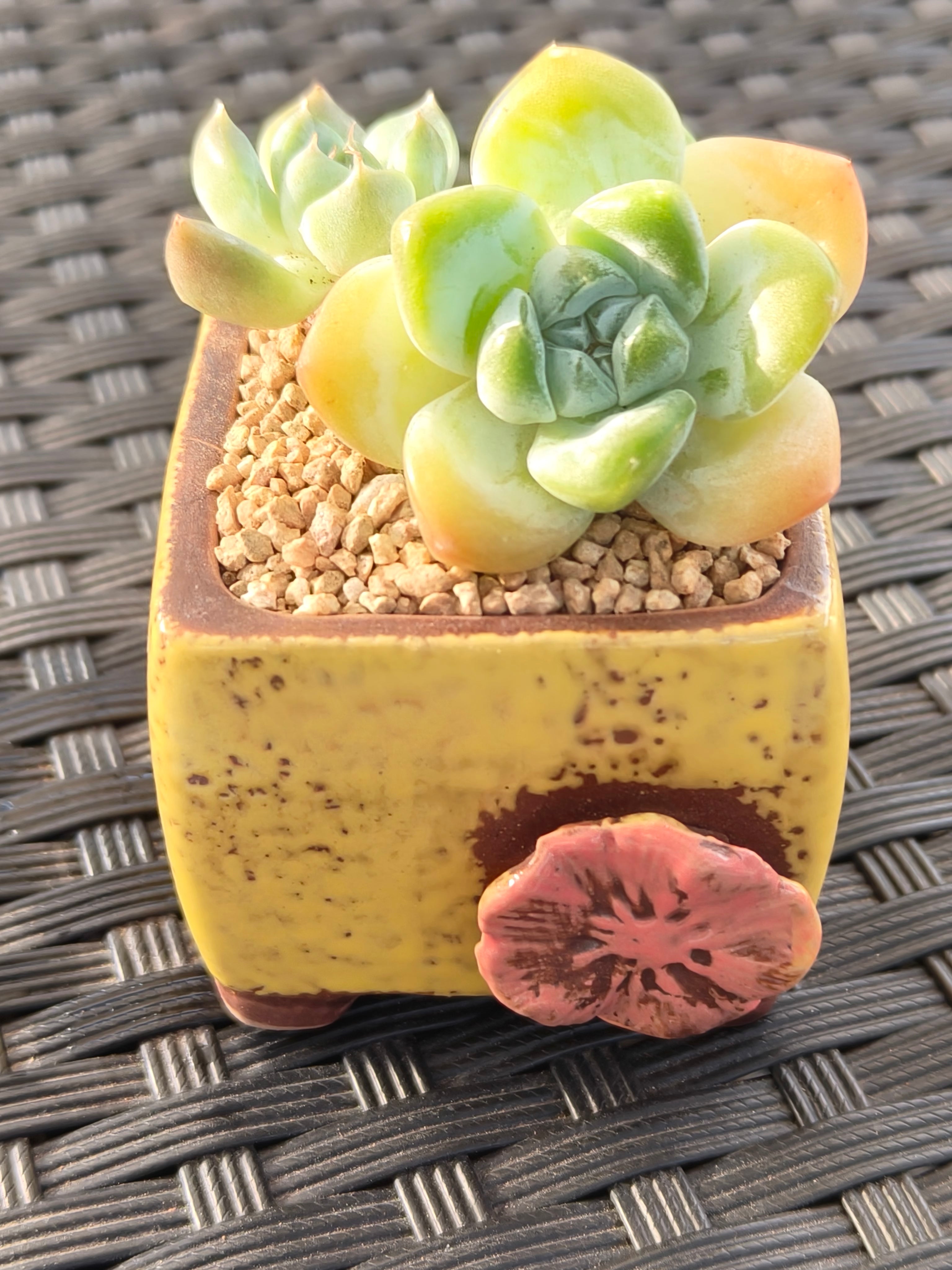 Succulent Ceramic Flowerpot Square Yellow Planter – Echeveria Ice Green - SlowBloomGreens