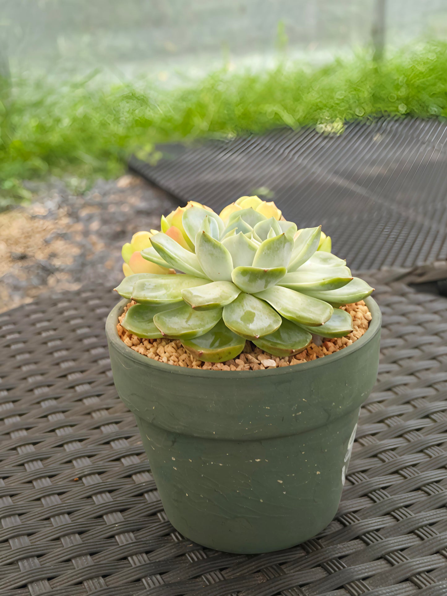 Succulent Rustica Garden Planter – Echeveria Onslow & Elegans - SlowBloomGreens