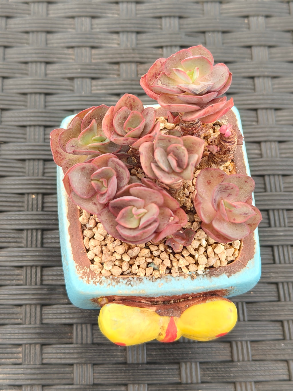Succulent Festive Yellow Bow Square Planter – Echeveria ‘Suyon’ - SlowBloomGreens