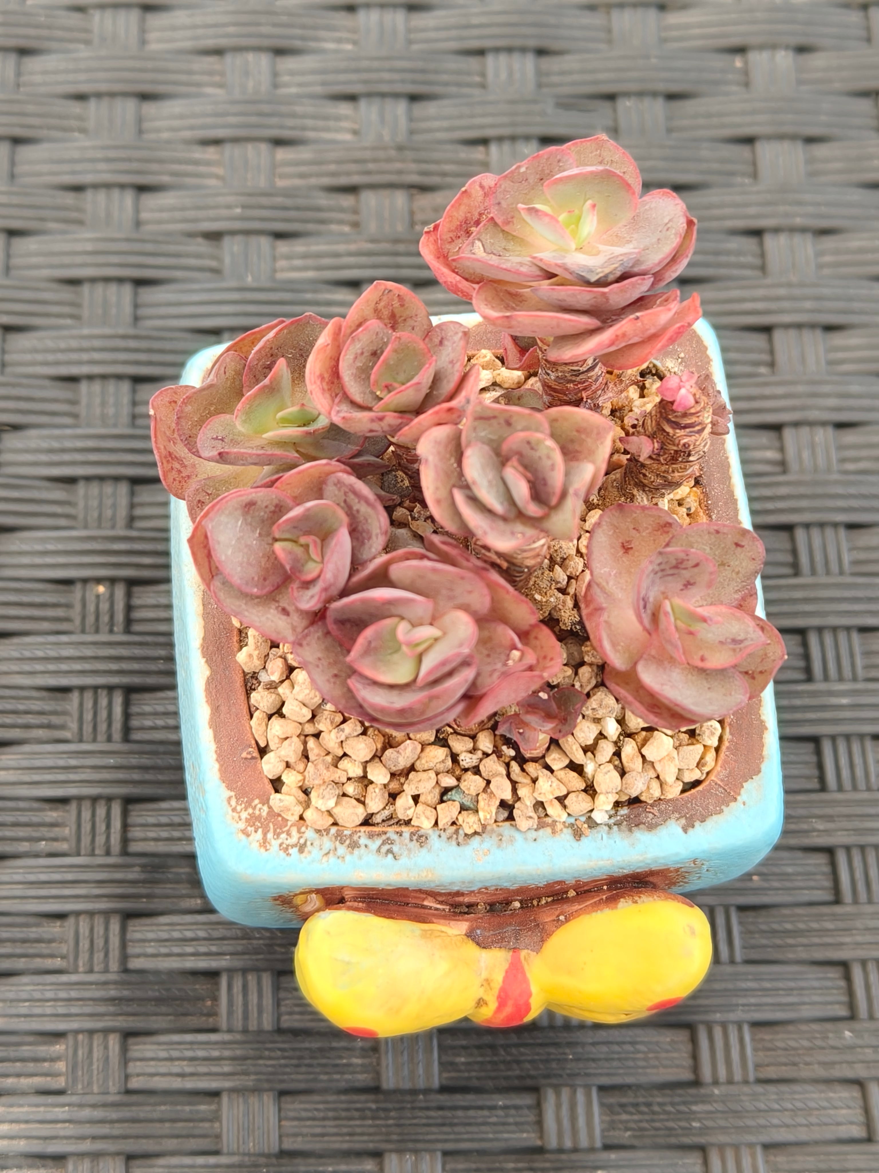 Succulent Festive Yellow Bow Square Planter – Echeveria ‘Suyon’ - SlowBloomGreens