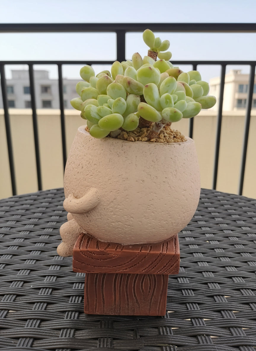 Succulent Happy Buddy Planter – Tiscalatengo Gorge Sedum - SlowBloomGreens