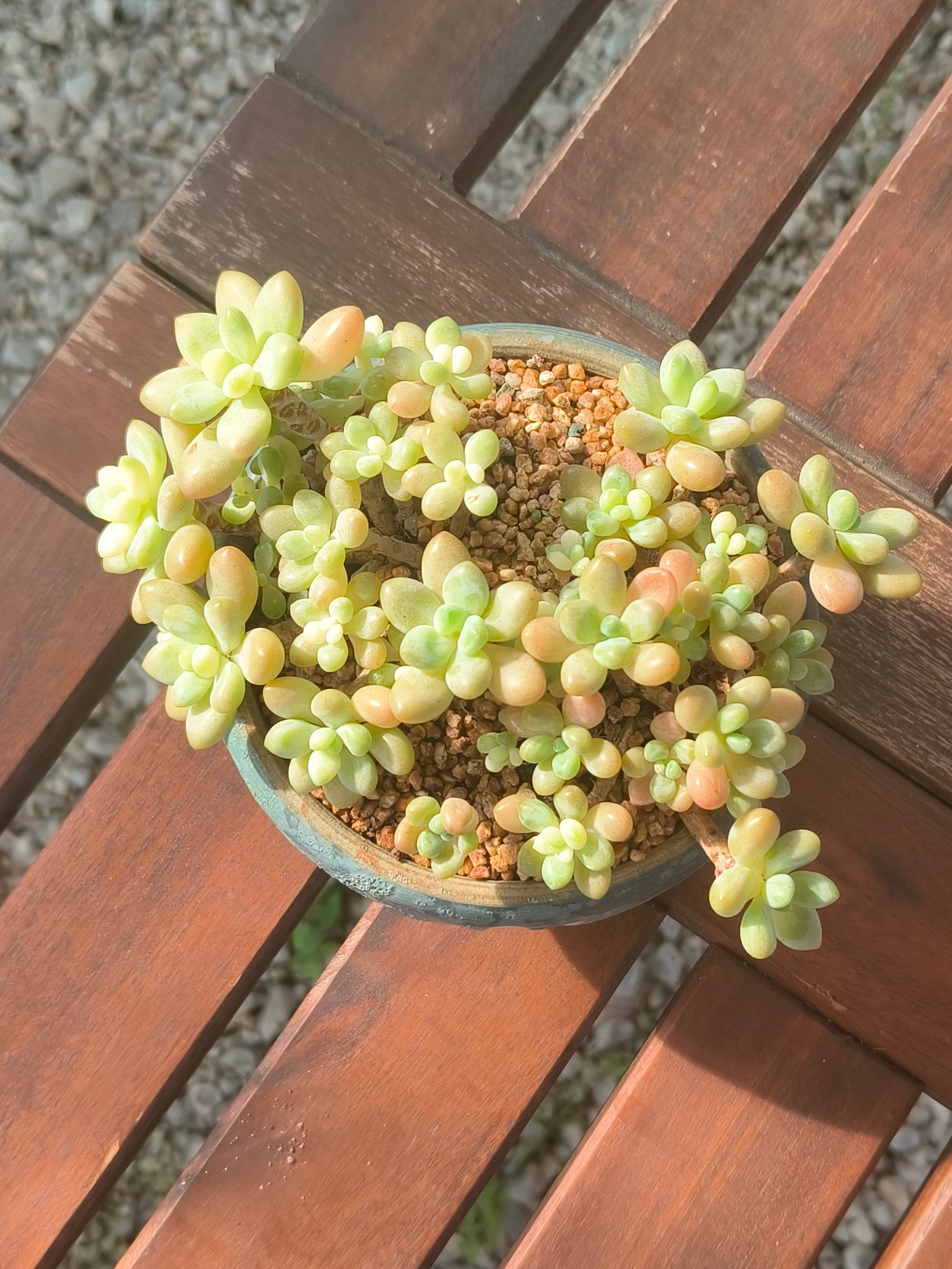 Succulent Moonlit Bloom Planter – Blue-Green with Graptopetalum Mendoza - SlowBloomGreens