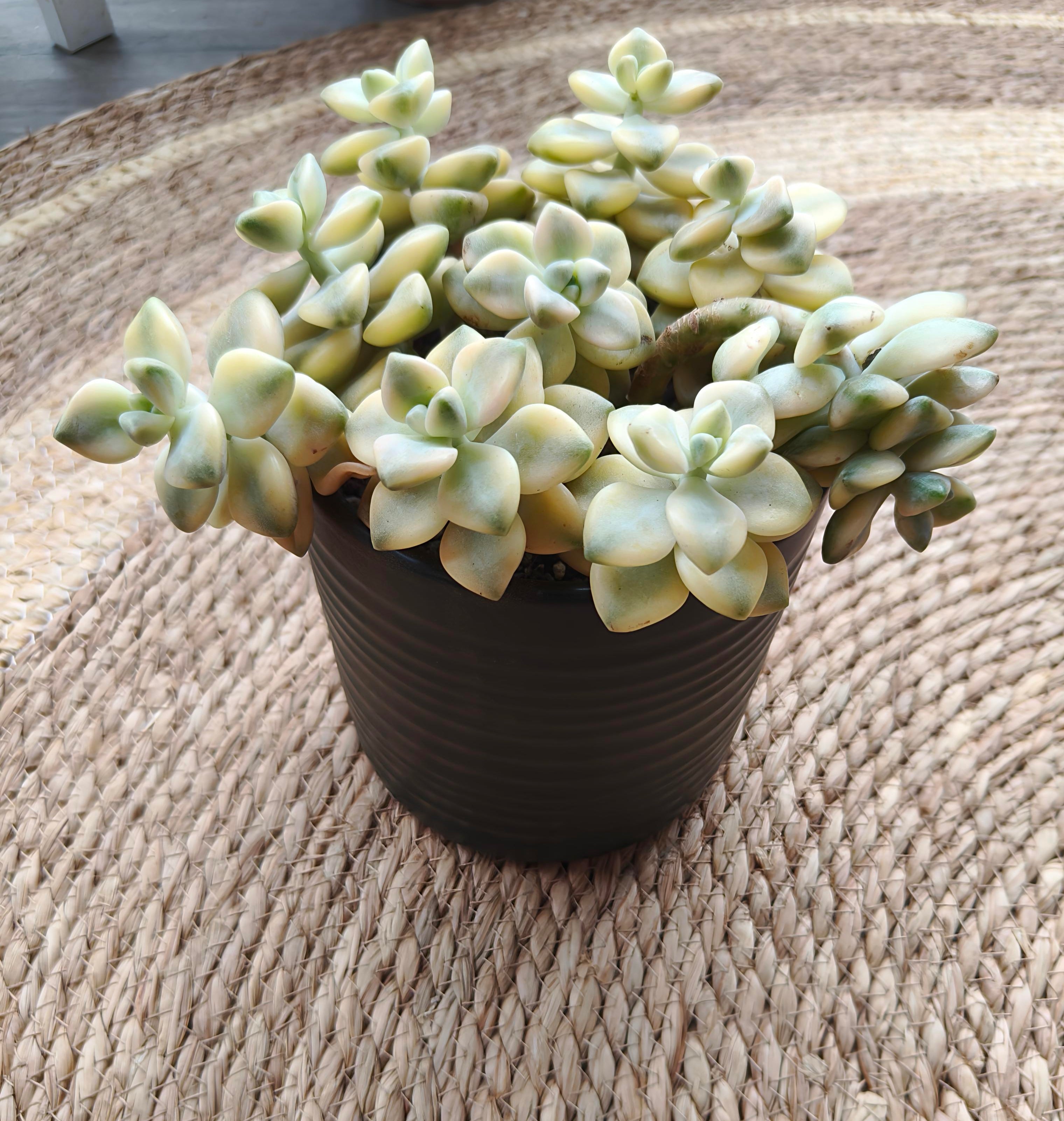 Succulent Ceramic Green Planter - Graptoveria 'Titubans' - SlowBloomGreens