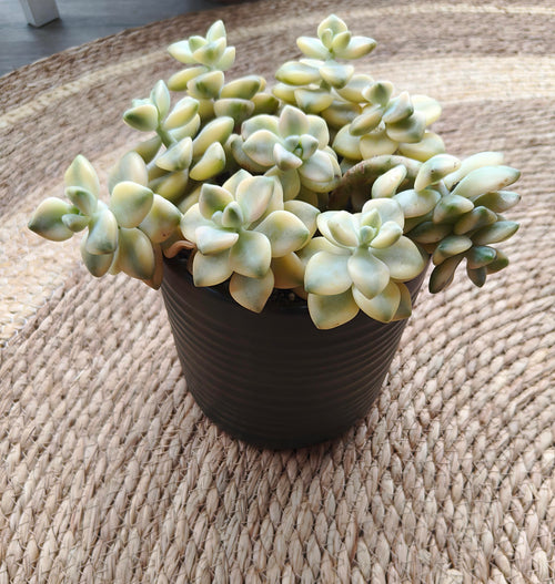 Succulent Ceramic Green Planter - Graptoveria 'Titubans' - SlowBloomGreens