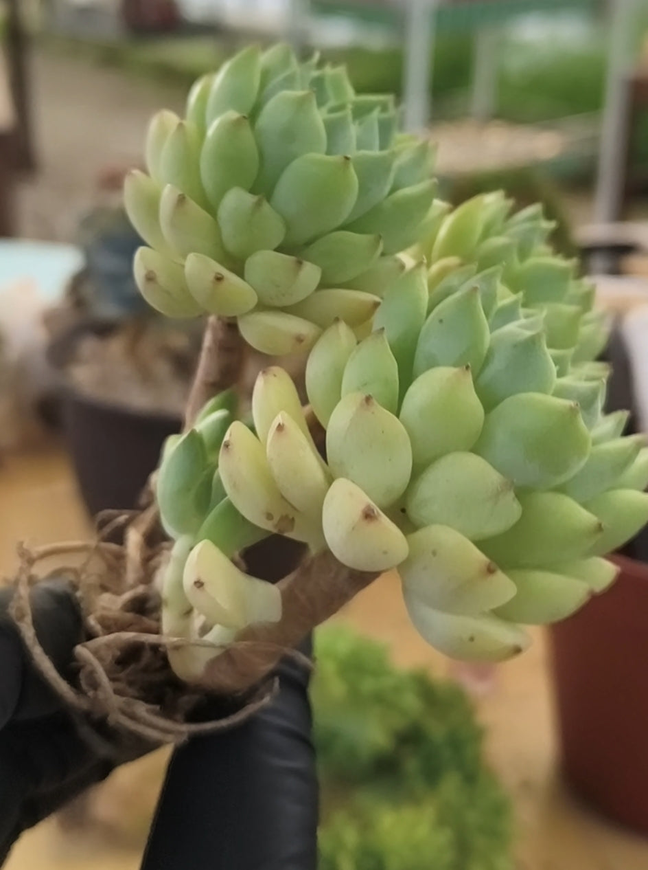 Succulent Starter Planter - Echeveria 'Lime n Chili' - SlowBloomGreens