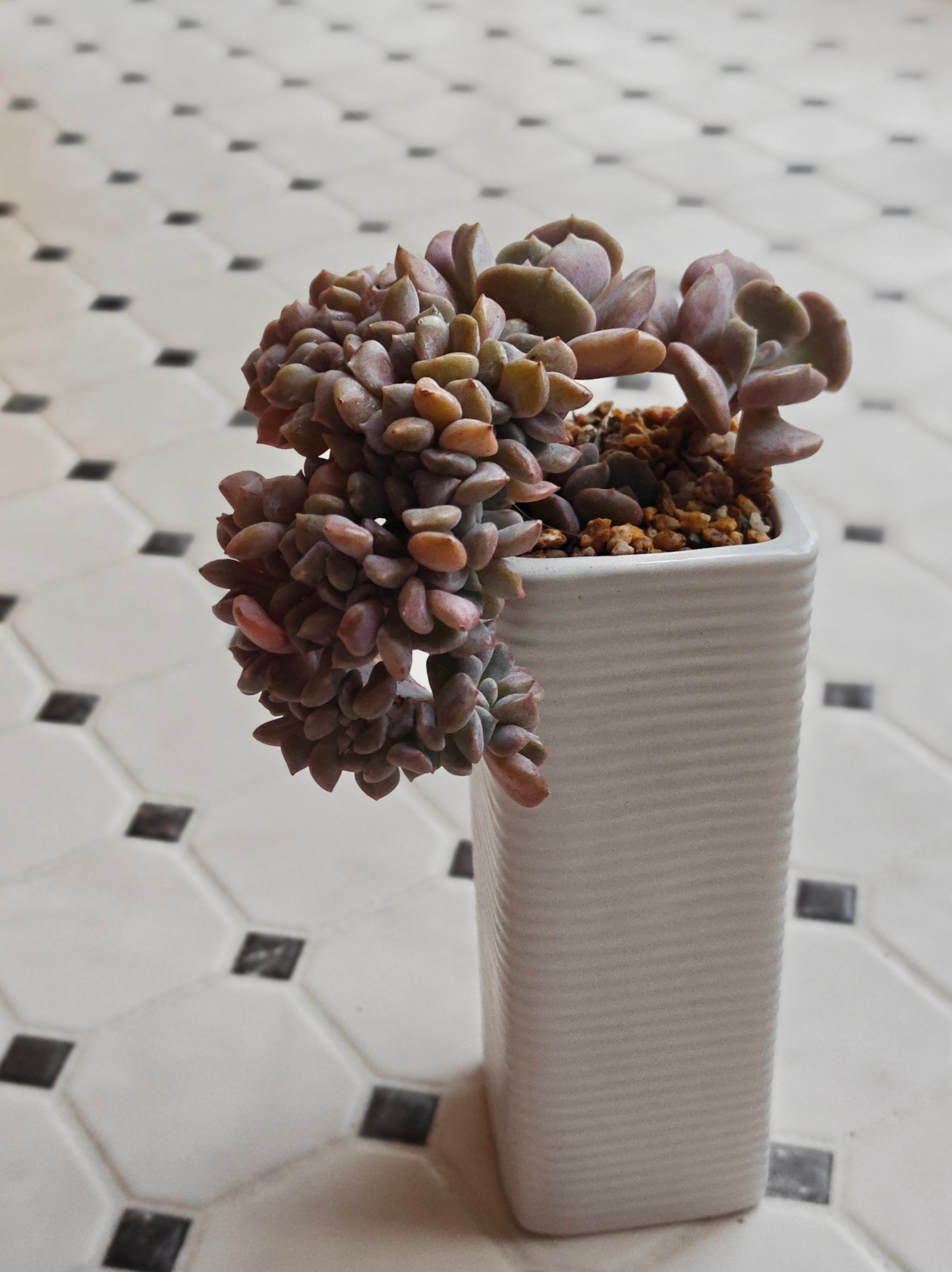 Succulent Ribbed White Planter – Echeveria 'Cubic Frost'