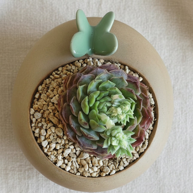 Succulent Butterfly Planter – Echeveria hybrid 'Red Hole (double blooming) - SlowBloomGreens