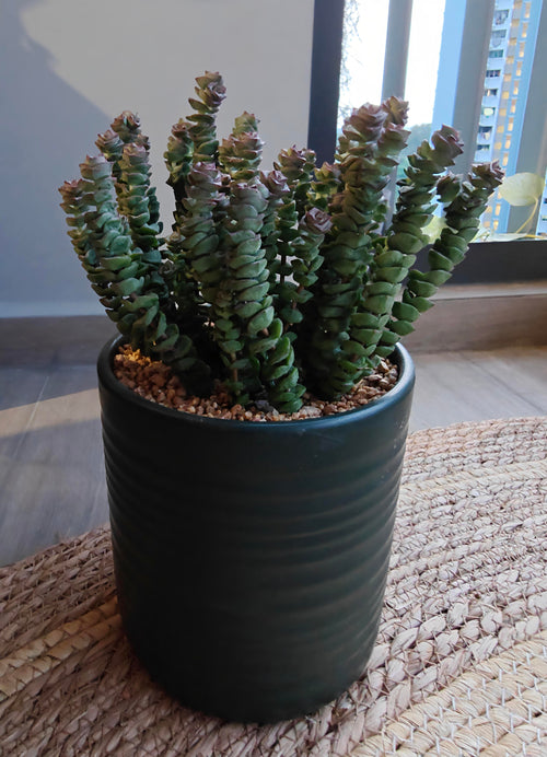 Succulent Ceramic Green Planter – Crassula ‘Jade Necklace’ - SlowBloomGreens