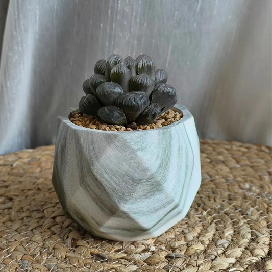 Succulent Classic Marble Earth Green Fern - SlowBloomGreens