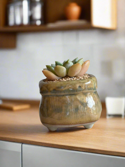 Decorative Succulent Glaze Square Pot - Gift Favors 