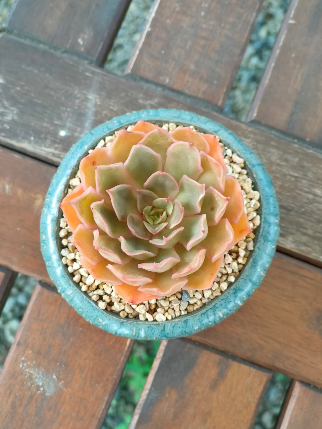 Succulent Rustica Ceramic Planter – Echeveria Brown Rose