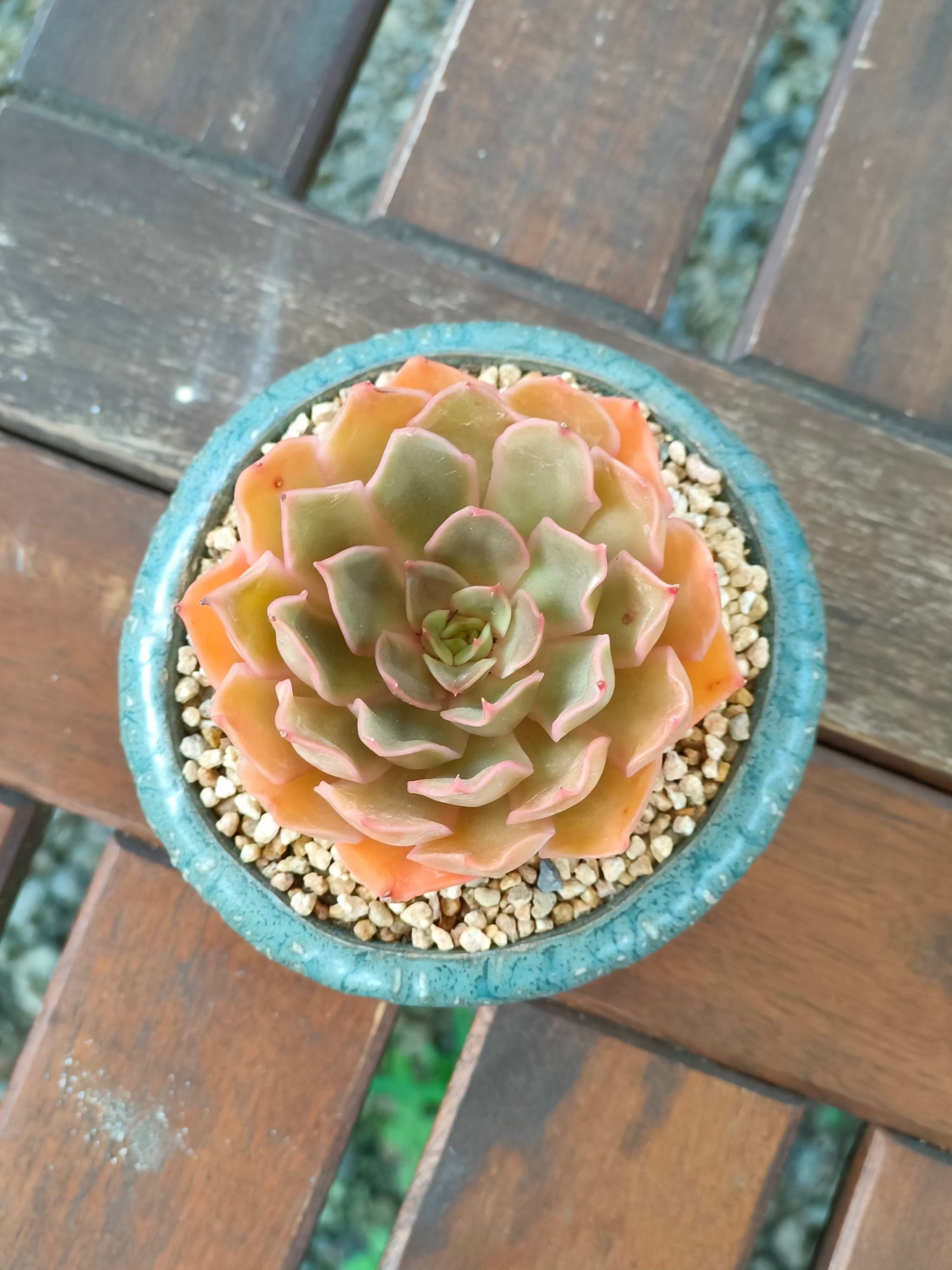 Succulent Rustica Ceramic Planter – Echeveria Brown Rose