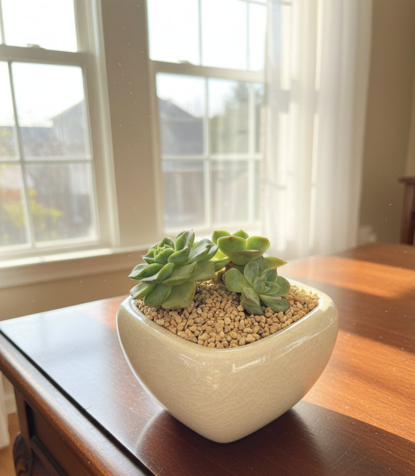 Succulent Zen Square White Planter – Echeveria 'Lime n Chili'