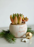 Succulent Elegant Round Orange Planter – Lipstick Echeveria - SlowBloomGreens