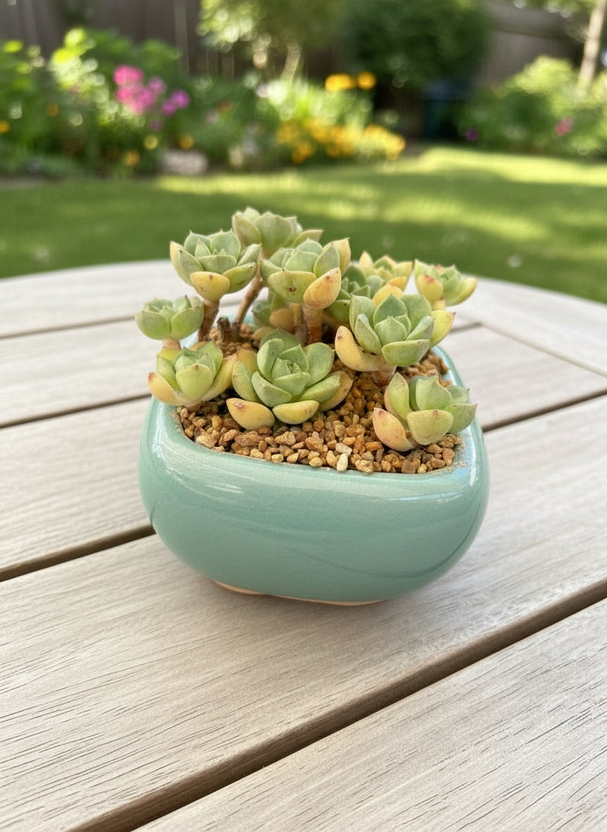 Succulent Zen Square Pastel Green Planter – Echeveria - SlowBloomGreens