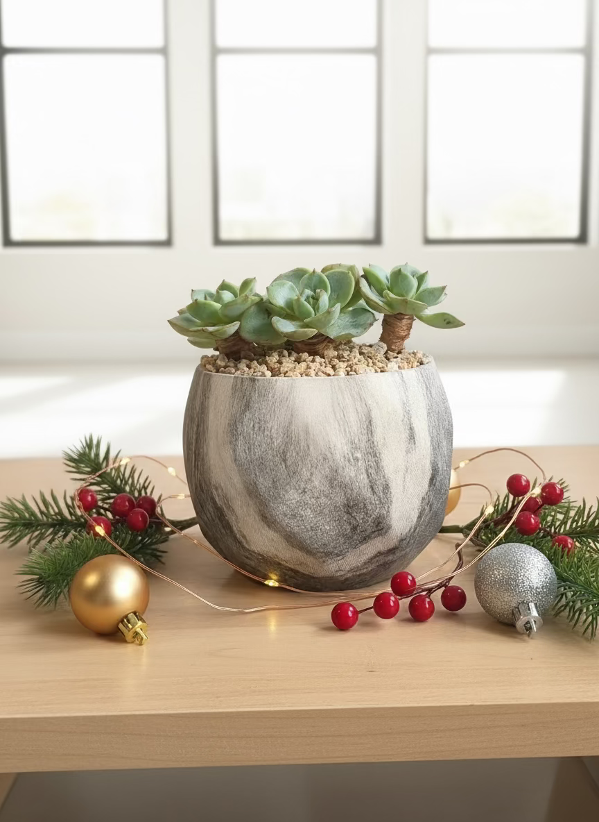 Succulent Classic Marble Grey Planter - Echeveria Elegans - SlowBloomGreens