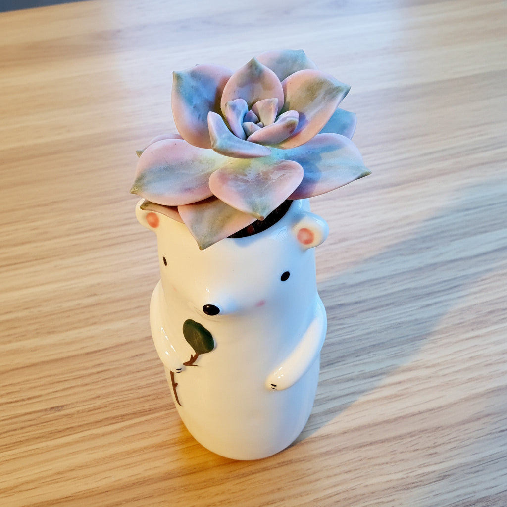 Succulent Polar Bear Bud Vase – Variegated Graptopetalum ‘Purple Delight’ - SlowBloomGreens