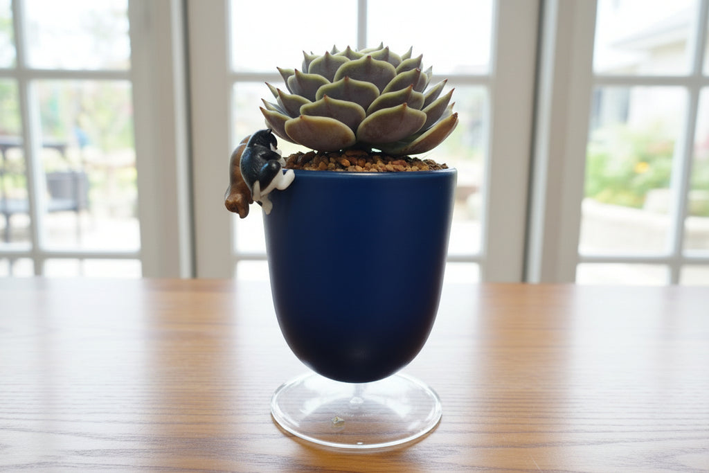 Succulent Glass Oasis Planter – Echeveria ‘Lola’ - SlowBloomGreens